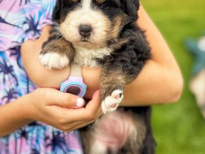 Champion Line Bernese Puppies