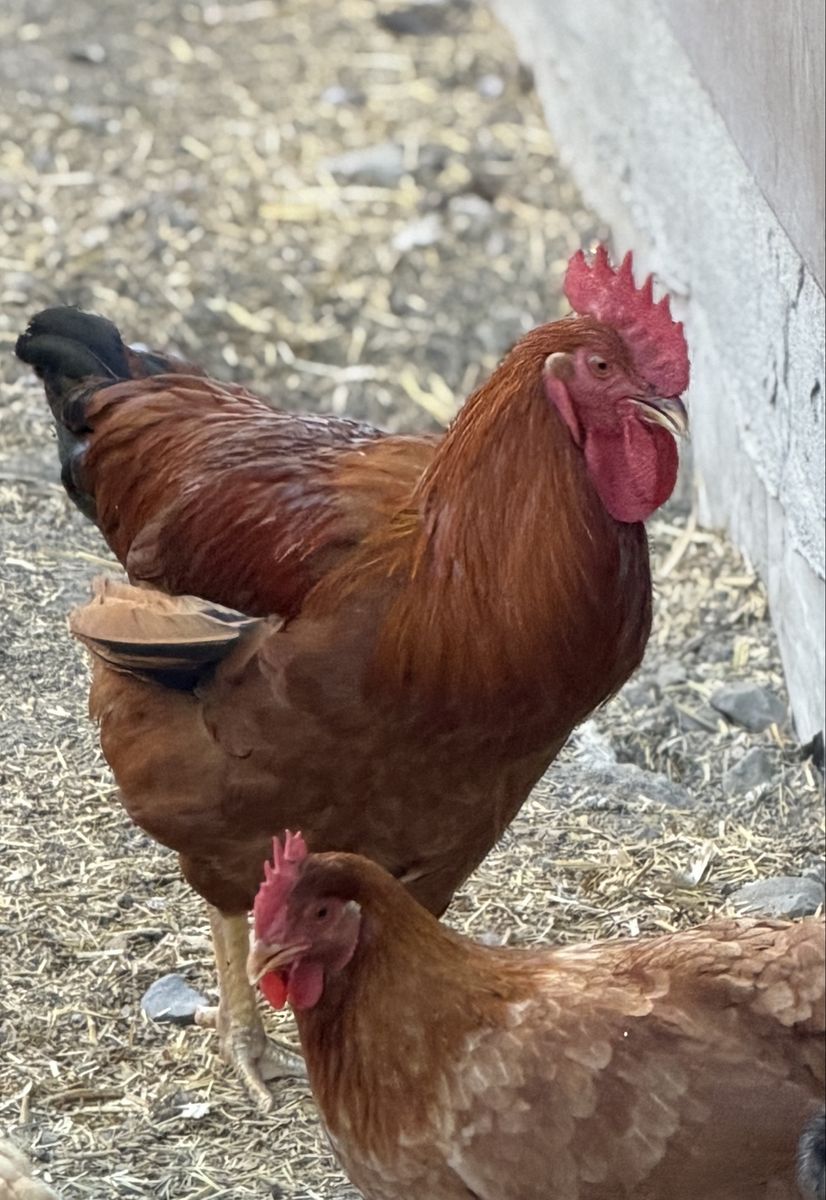 Gorgeous Giant Brahma Rooster FREE