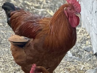 Gorgeous Giant Brahma Rooster FREE