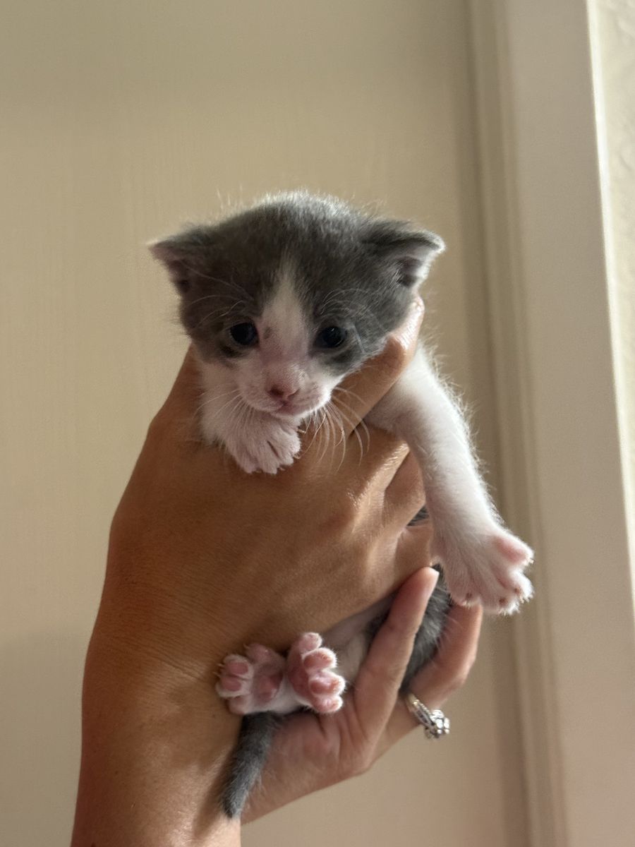 Cute kittens