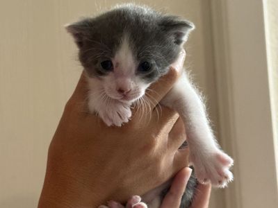 Cute kittens