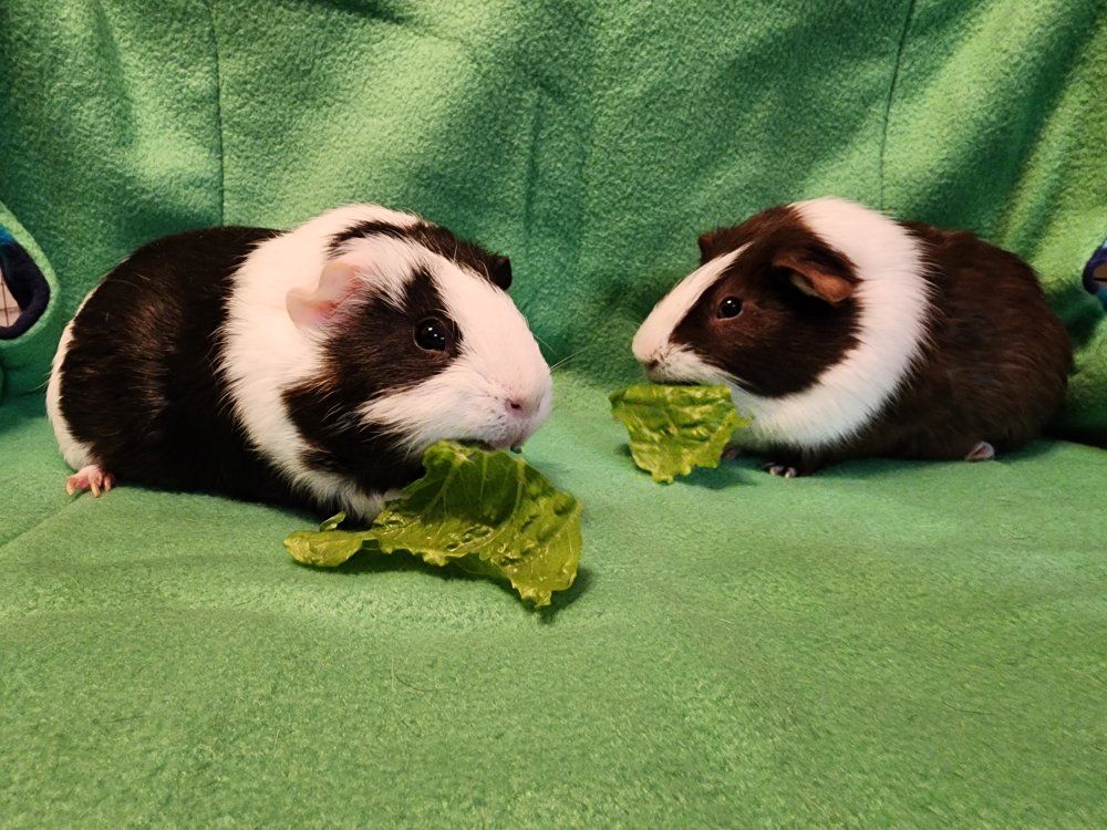 Socialized Male Guinea Pigs