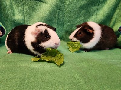 Socialized Male Guinea Pigs