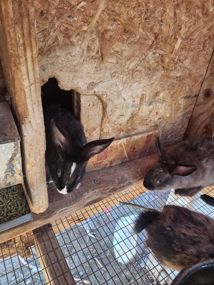 Live Rabbits / Bunnies - Various Colors Available