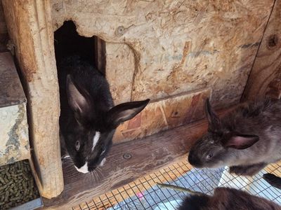 Live Rabbits / Bunnies - Various Colors Available
