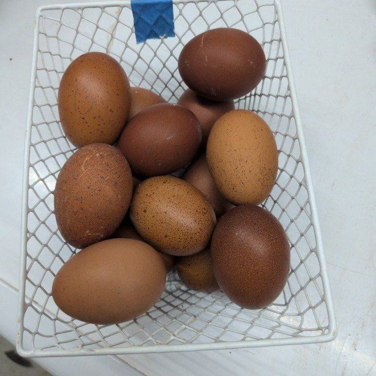 Black Copper/ Blue Copper Marans fertile eggs