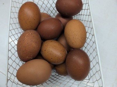 Black Copper/ Blue Copper Marans fertile eggs