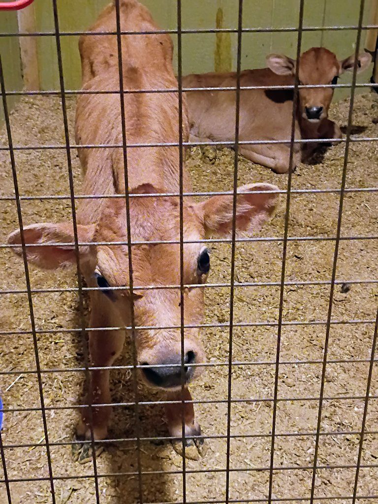 Healthy Young Calf Available