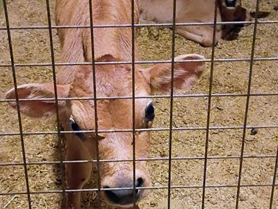 Healthy Young Calf Available