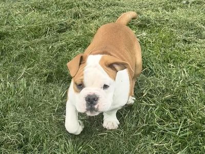 Olde English Bulldogge