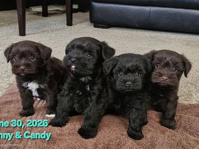 AKC Miniature Schnauzer Puppies