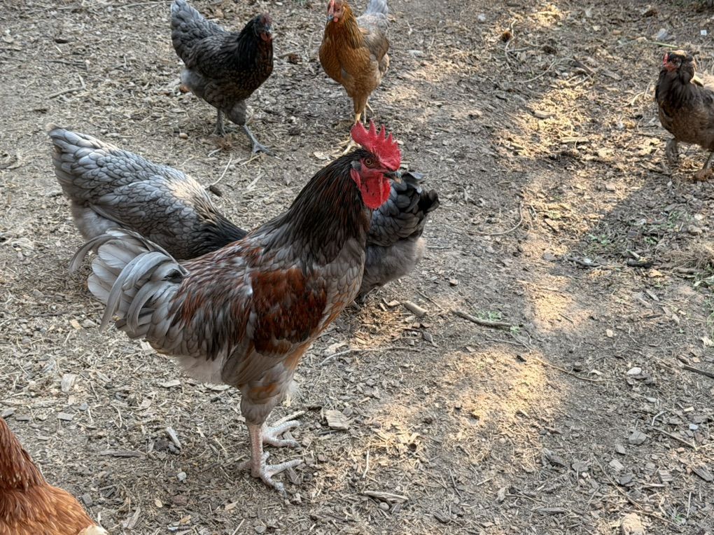 Rooster