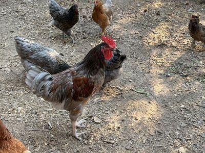 Rooster