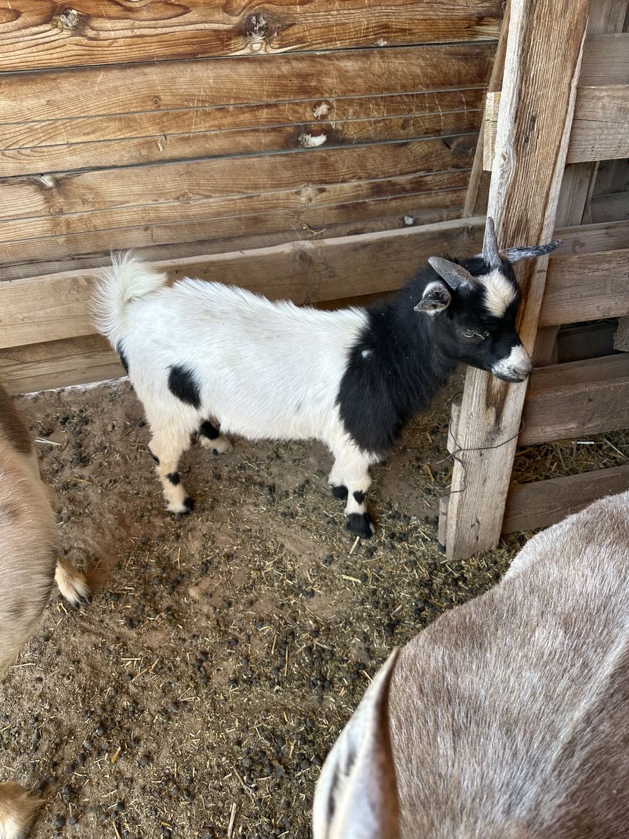 Baby Nigerian Dwarf Goats