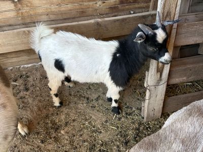Baby Nigerian Dwarf Goats