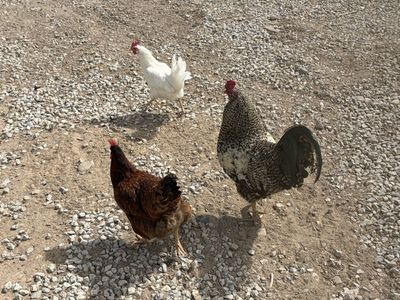 Chickens