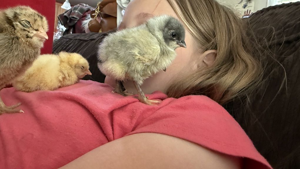 Day Old Chicks- Barnyard Mix!