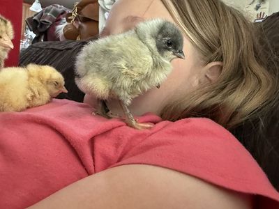 Day Old Chicks- Barnyard Mix!