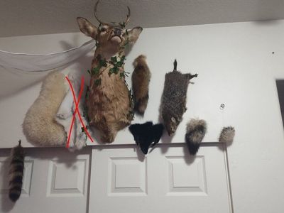 taxidermy (deer gone)