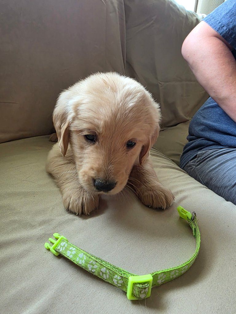 Adorable Golden Retriever Puppies 6 grls 6 boys