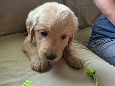 Adorable Golden Retriever Puppies 6 grls 6 boys