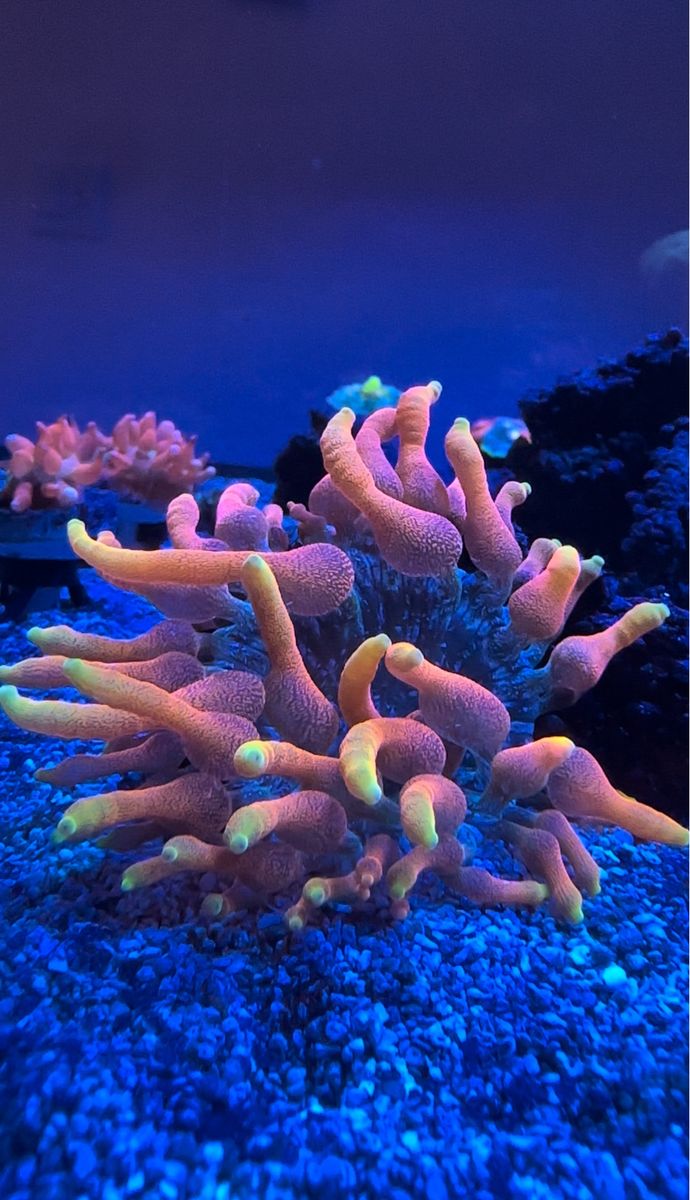 Colorado Sunburst Anemone CSB coral frag