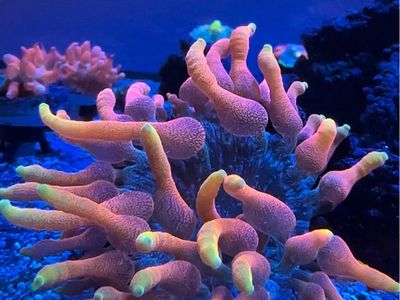 Colorado Sunburst Anemone CSB coral frag