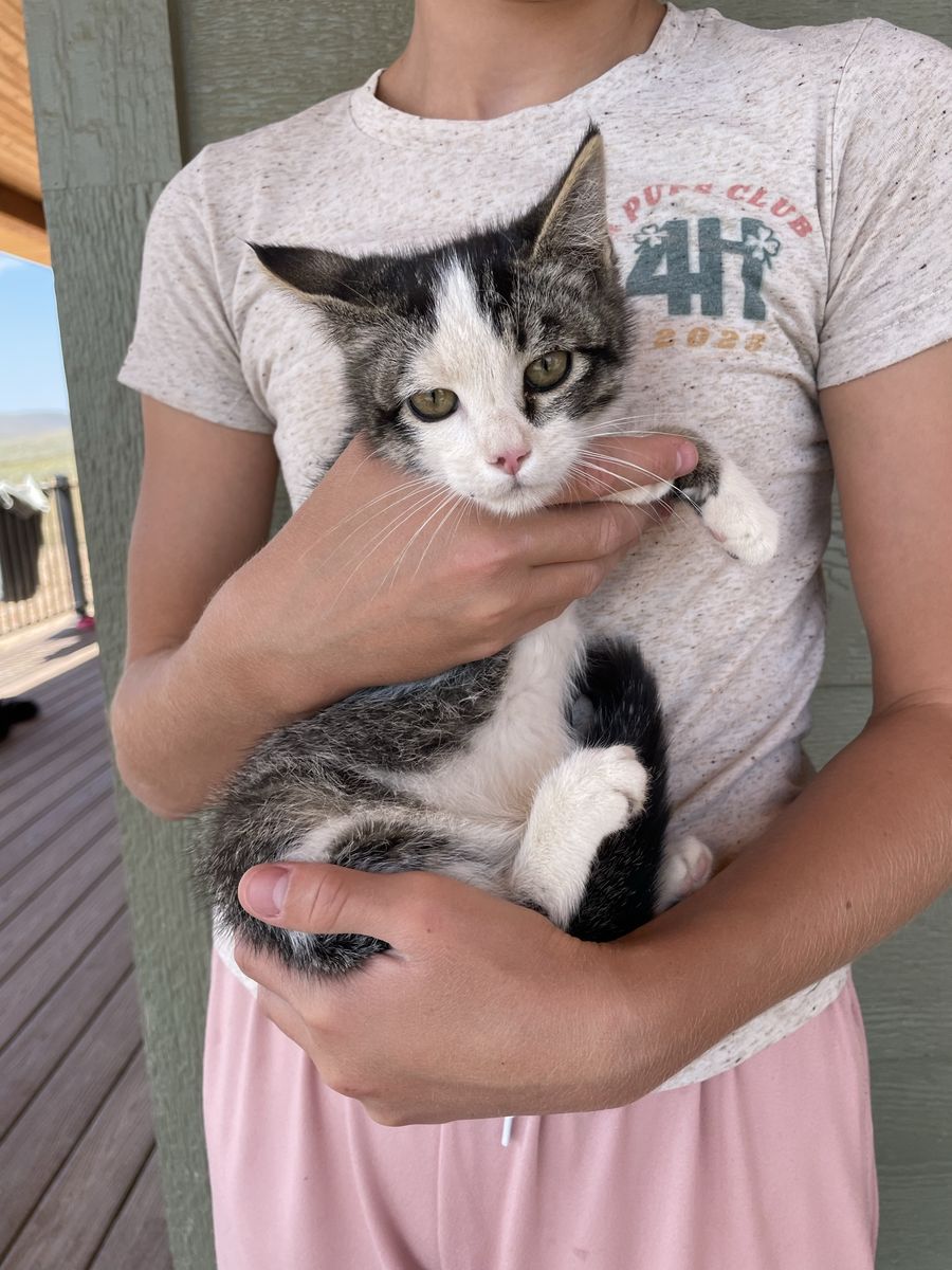 3 kittens: Litter box trained and friendly
