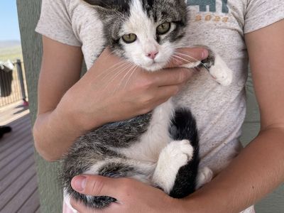 3 kittens: Litter box trained and friendly
