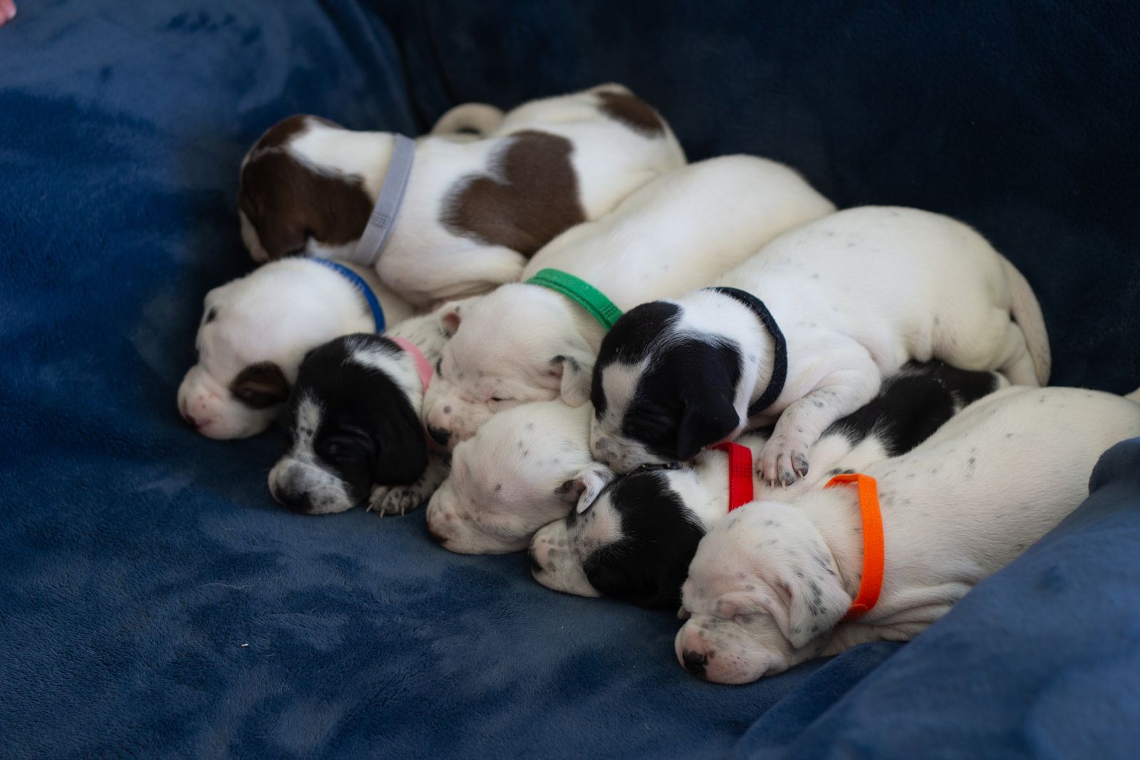 English Pointer Puppies