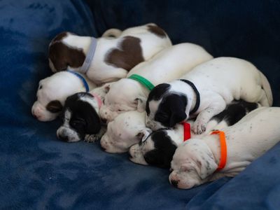 English Pointer Puppies