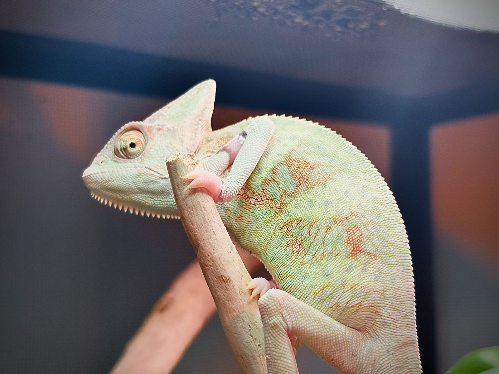 Male Piebald Veiled Chameleon
