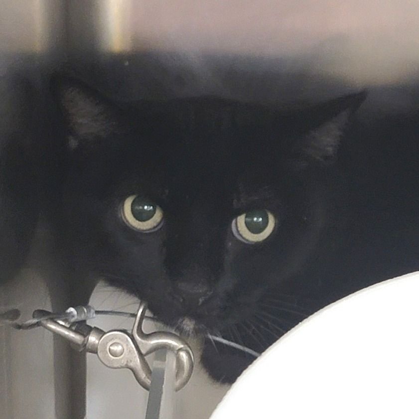 Hello my name is Chili Verde