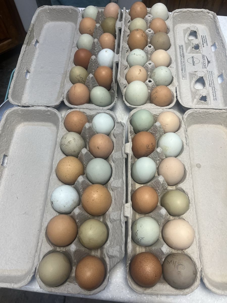 Farm fresh pasture raised eggs for eating.