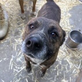 Hello my name is Iron