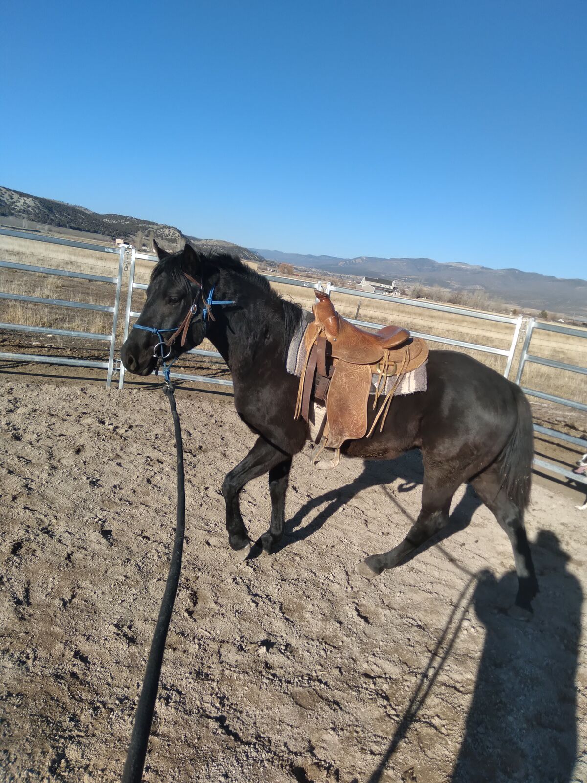 Gelding 3 year old
