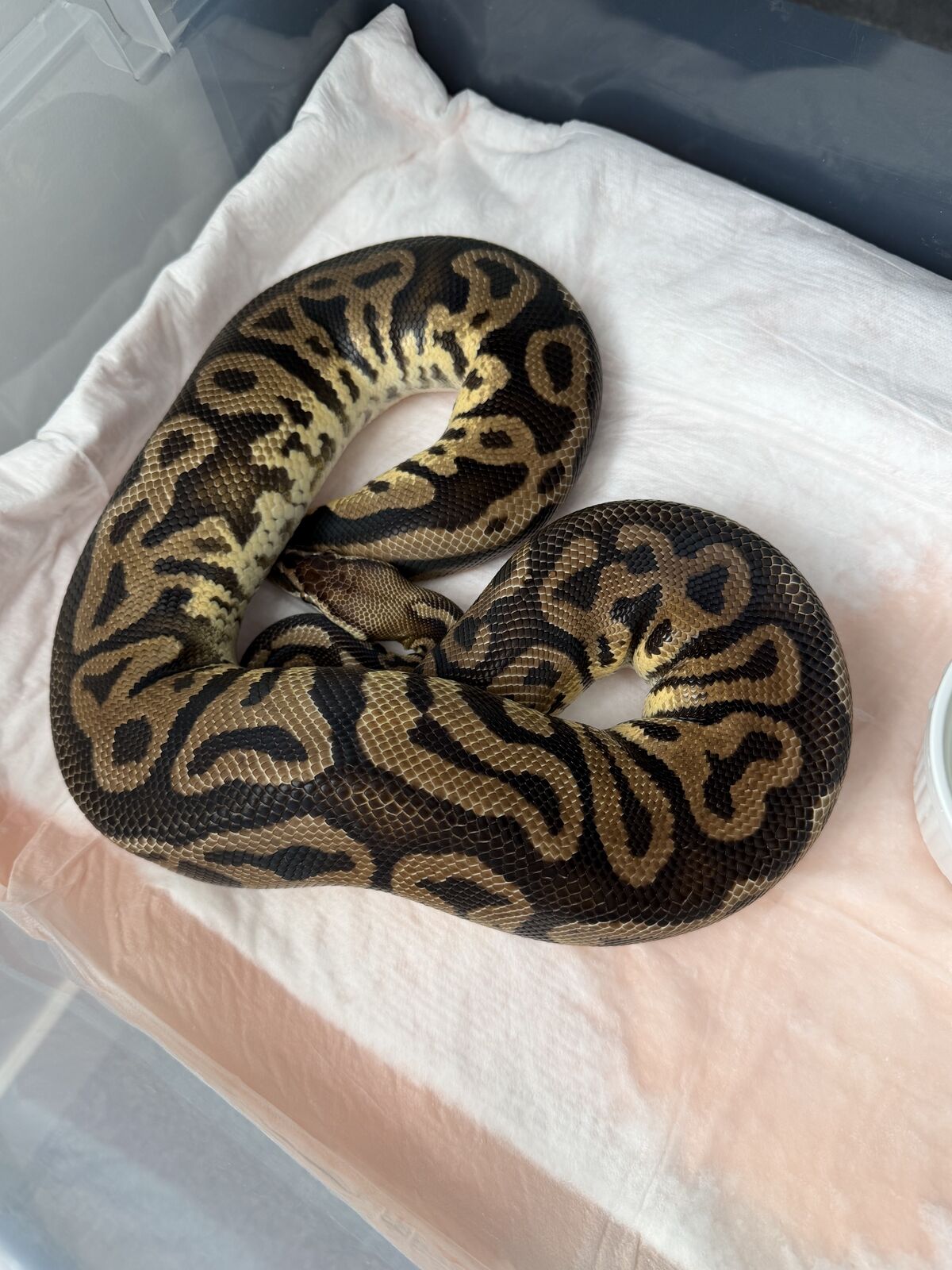 Female Pastel Leopard Ball Python