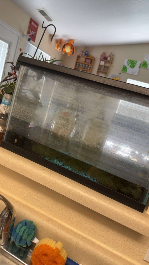 10 gallon tank