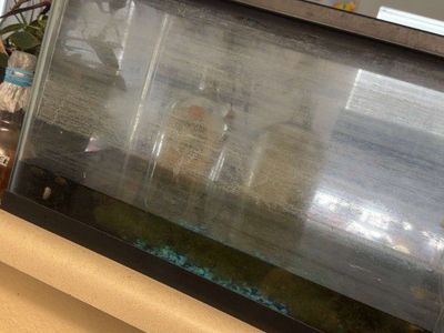 10 gallon tank