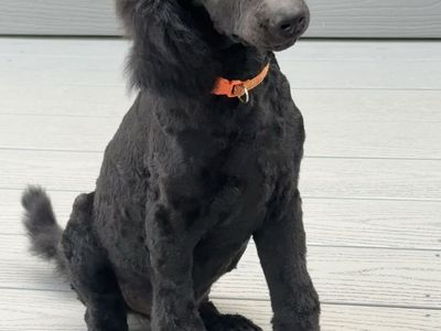 AKC Standard Poodle Puppy