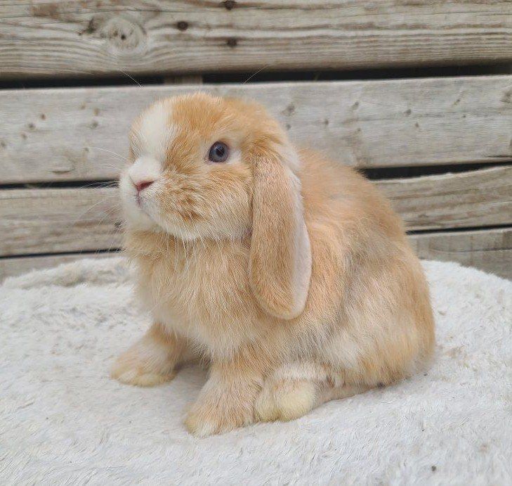 Chocolate Harlequin VM Holland Lop