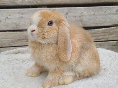 Chocolate Harlequin VM Holland Lop
