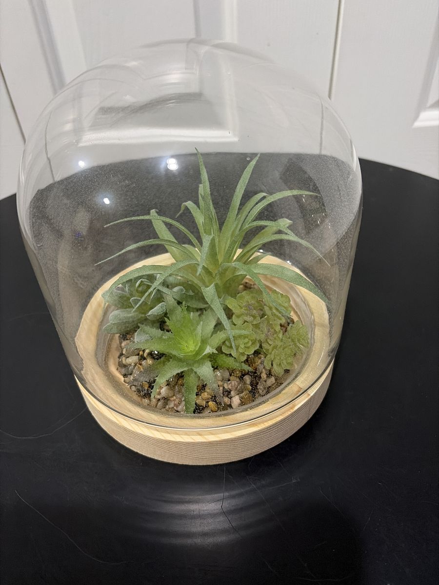 New Glass Dome Faux Plants