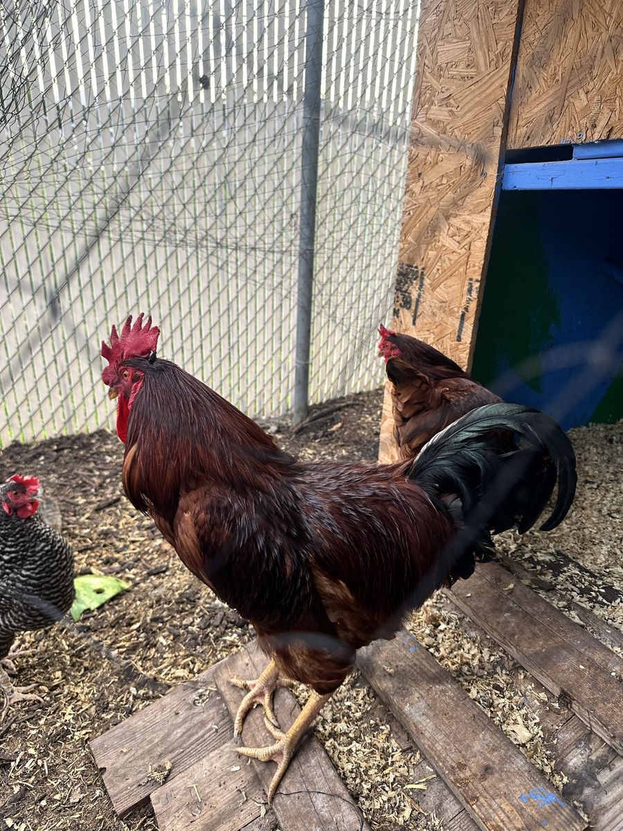 Free Rooster - Rhode Island Red