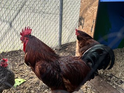 Free Rooster - Rhode Island Red