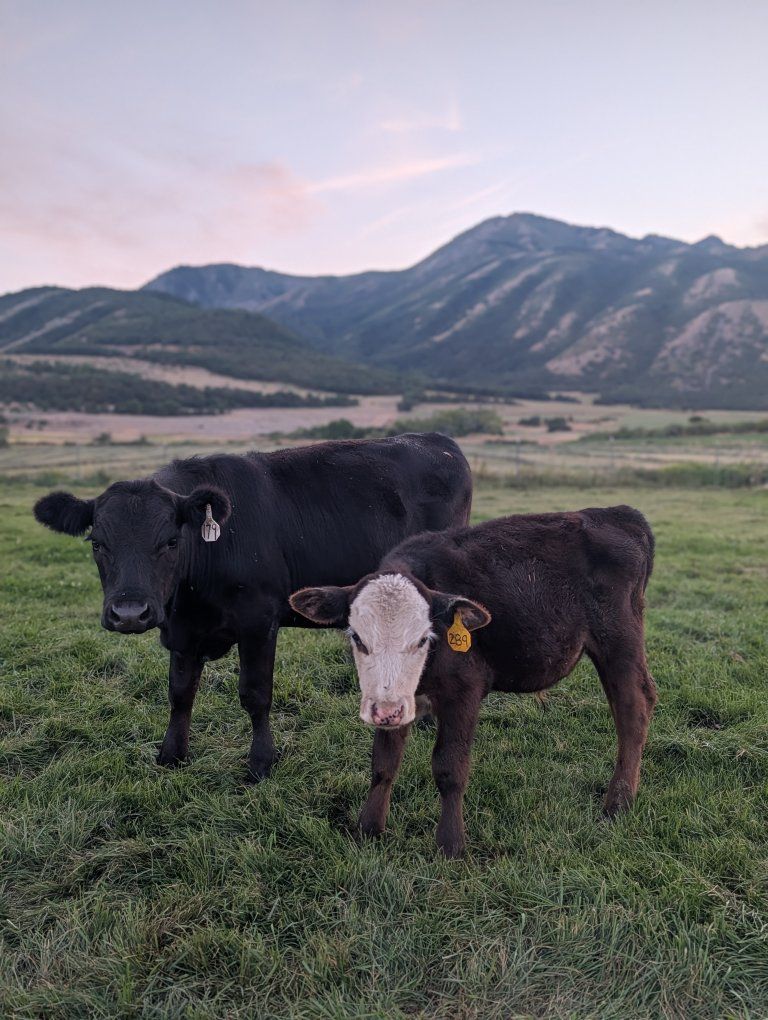 Angus/Angus-Cross Calves