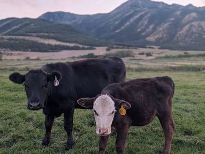Angus/Angus-Cross Calves