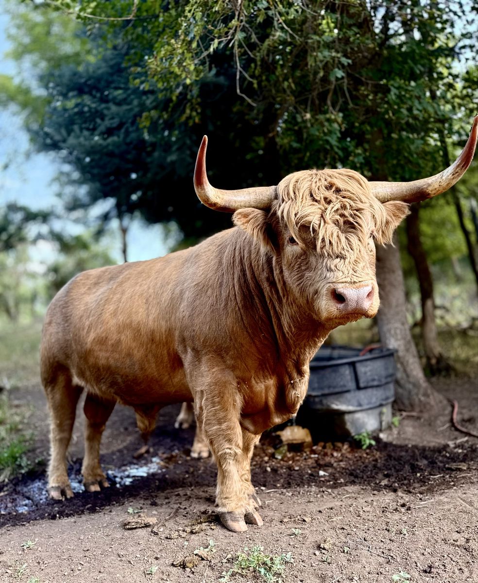 Highland Cattle Brindle Bull - Healthy & Ready for Breeding/Farm Life