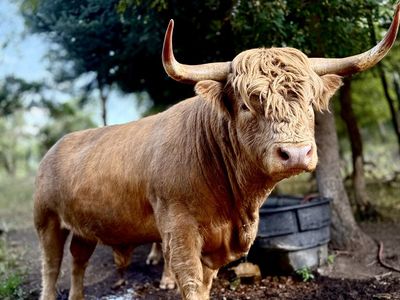 Highland Cattle Brindle Bull - Healthy & Ready for Breeding/Farm Life