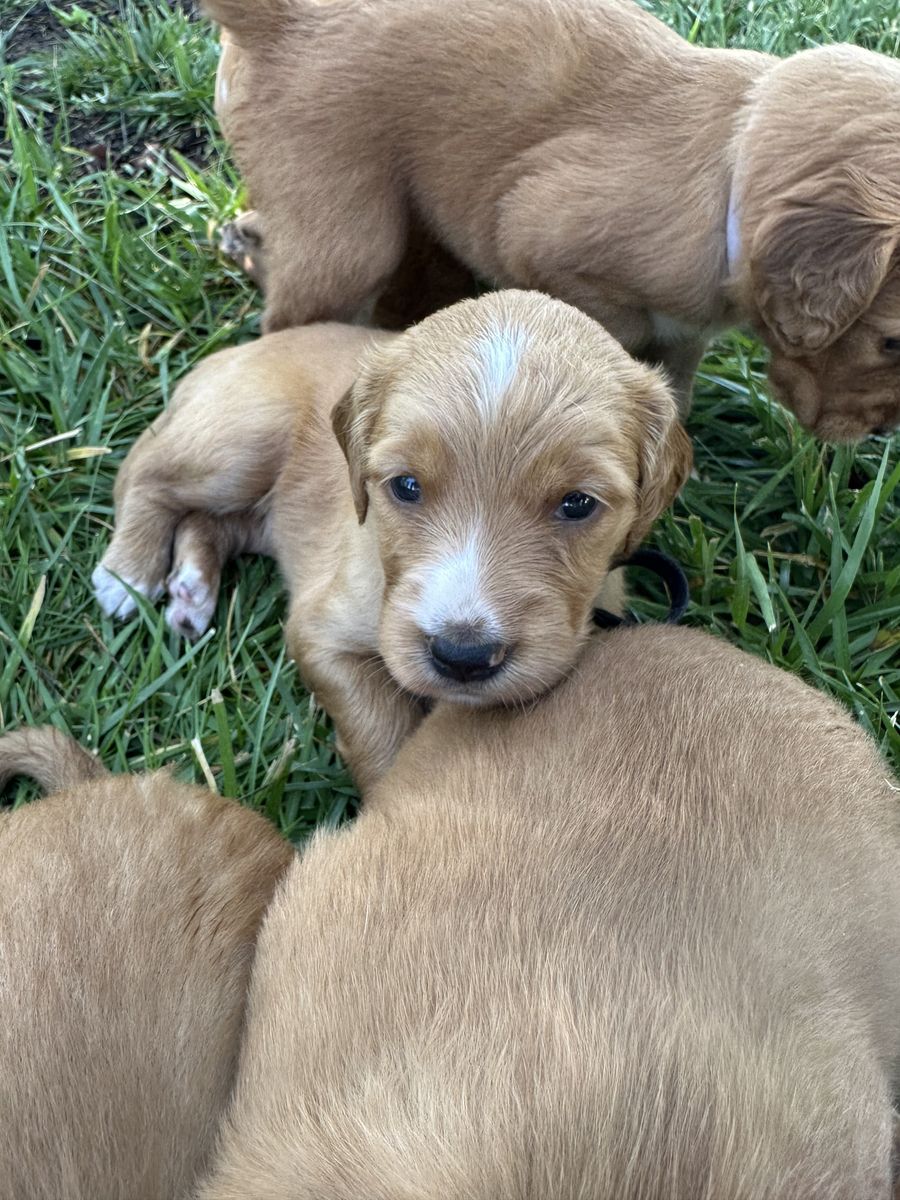 English Setter x Golden Retriever Puppies